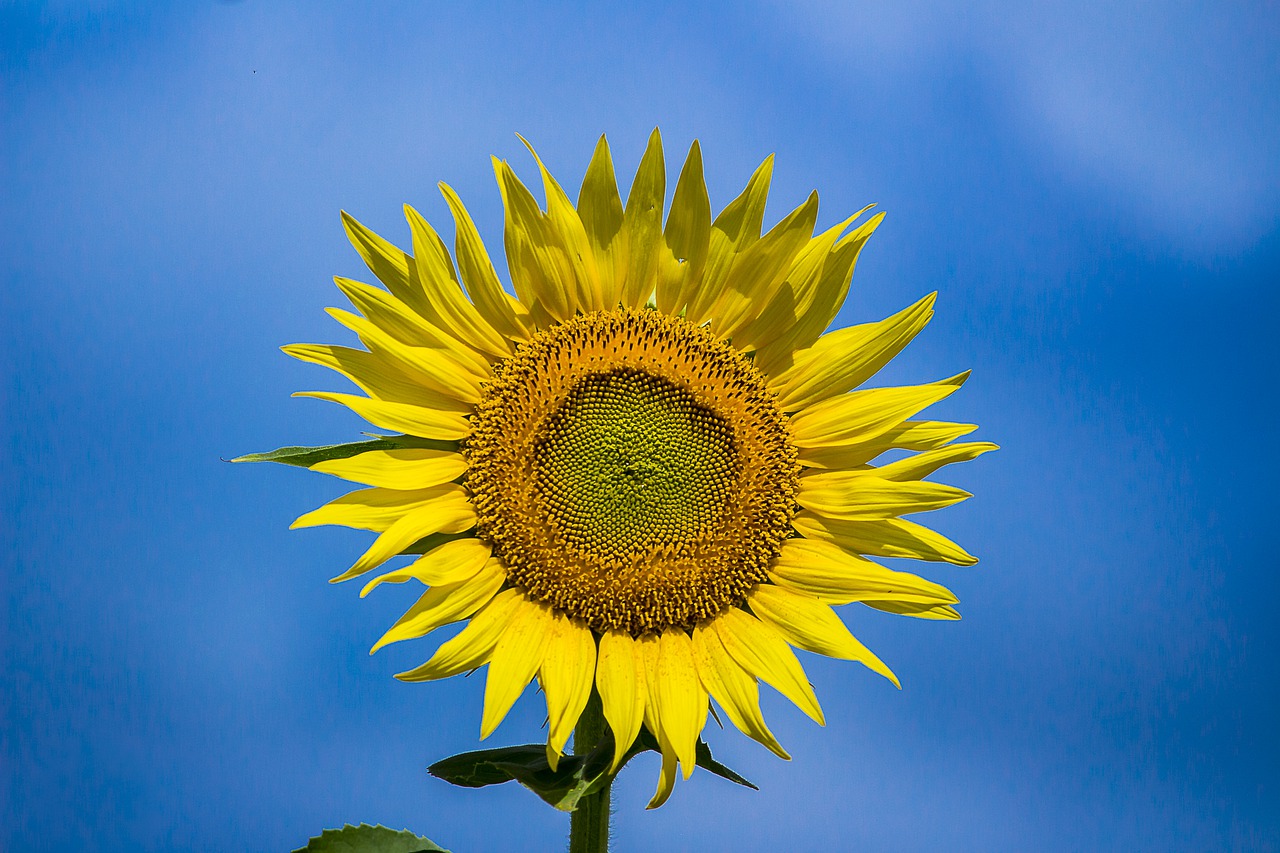 sunflower, monsoon, wildlife-7299398.jpg
